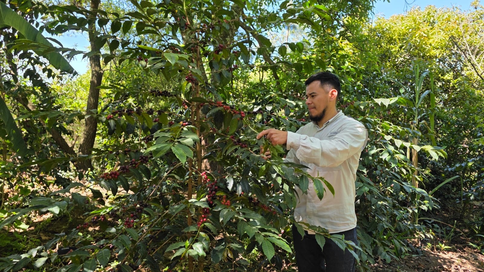 ¿Qué hacen que el café guatemalteco sea único?